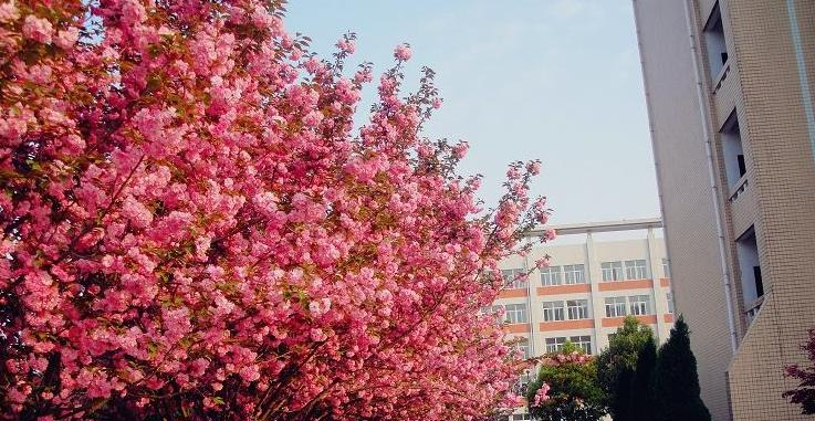 勉县武侯中学2020年报名条件、招生要求、招生对象