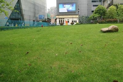 美国林登中学上海校区校园绿地