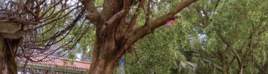 柳州汽车运输技工学校