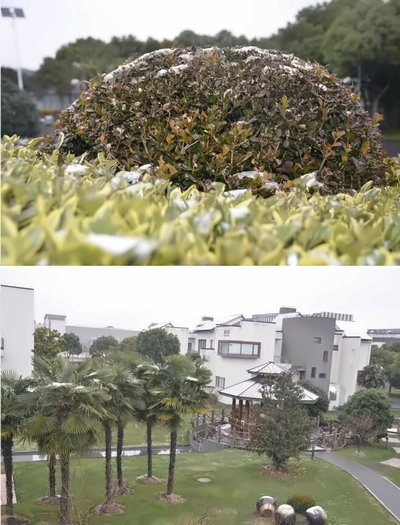 上海铭远国际高中雪景：风雨送春归飞雪迎春到