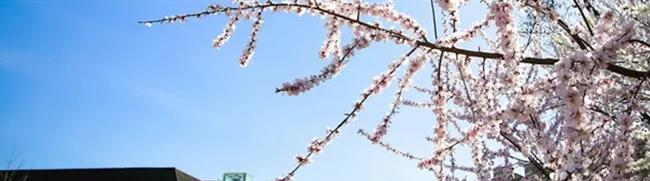 北京海淀国际学校高中部2023年入学条件