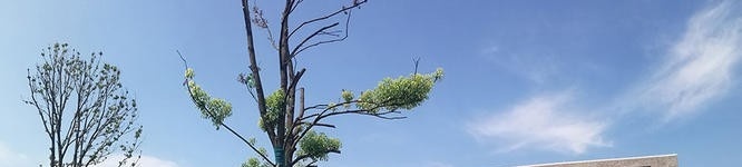 四川卫生康复职业学院五年制大专2021年招生录取分数线