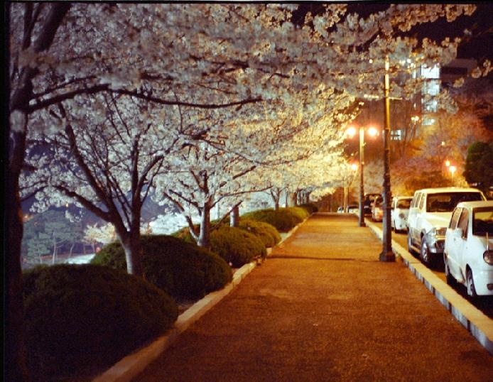 龙仁大学