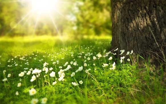 剪纸艺术英文怎么说