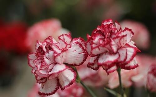 贴双面双眼皮贴怎么画眼影