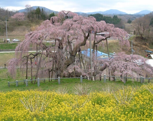 福岛大学