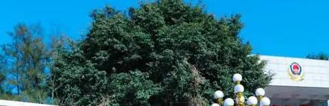 广东警官学院在哪?(广东警官学院详细地址)