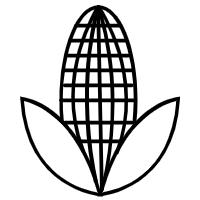 玉米