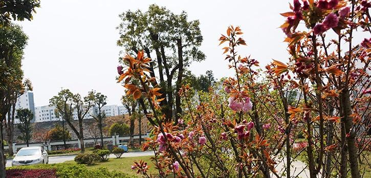 江西婺源茶叶学校