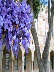 校园风景（三）