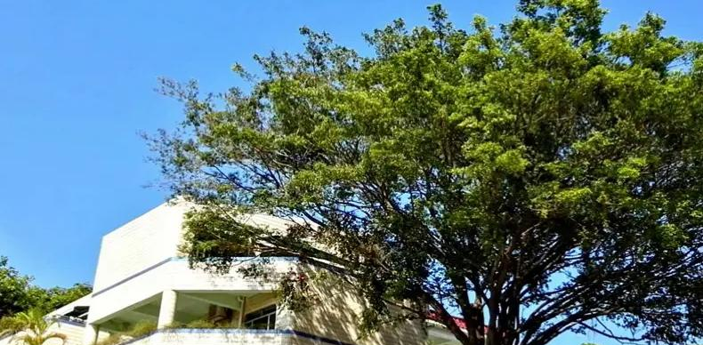 深圳石岩公学学校国际部小学靠谱吗