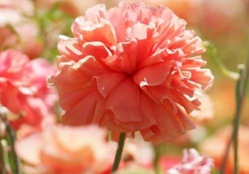 热爱祖国演讲稿