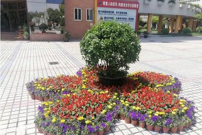 美丽的金苹果学校