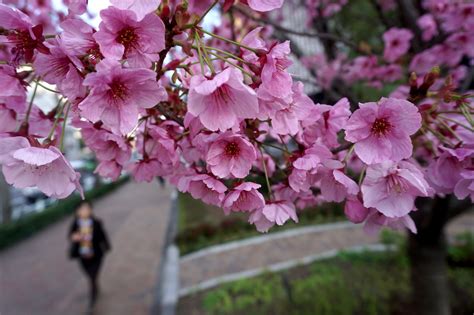 日本留学樱花计划