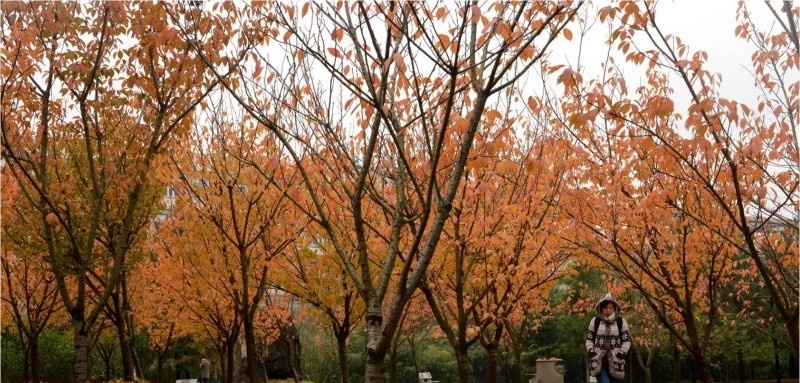 武汉软件工程职业学院单招简章