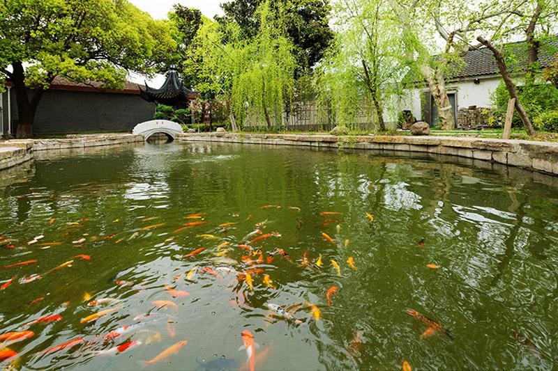 苏州三中镜湖观鱼