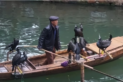 能辅助渔民抓鱼的鸟-鸬鹚