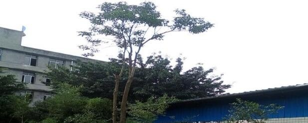 乐山欣欣艺术职业学校