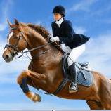 小贵族运动夏令营-马术