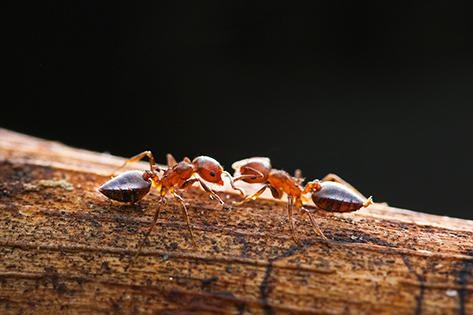 “蚂蚁式”记忆法