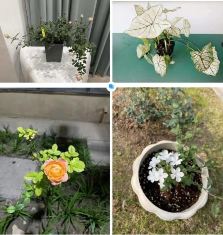 绿植园艺社.jpg