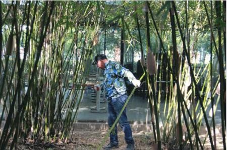 整修竹林.jpg