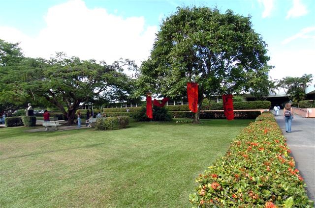 波多黎各大学