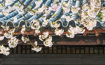 初级、基础级