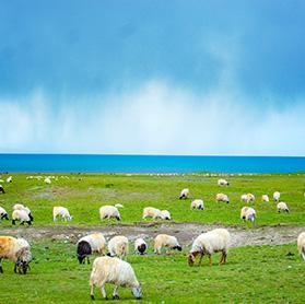 锡林郭勒大草原