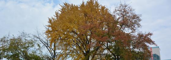 江苏前黄高级中学国际分校网站