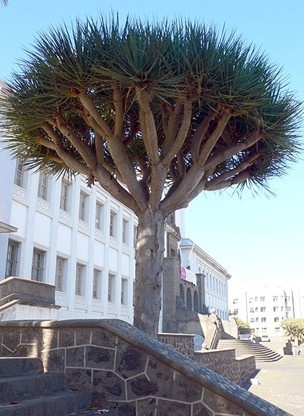 拉古纳大学
