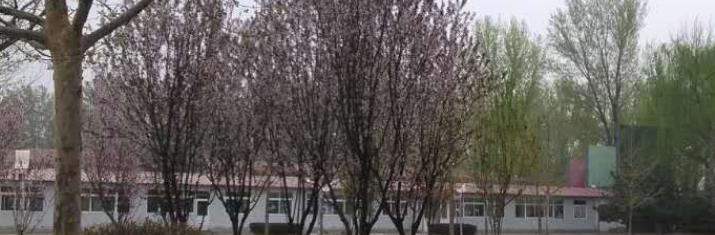 北京中关村国际学校