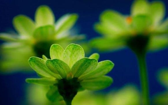 雅思阅读快速阅读的方法