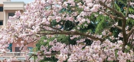 安顺第三高级中学2019年报名条件、招生要求、招生对象