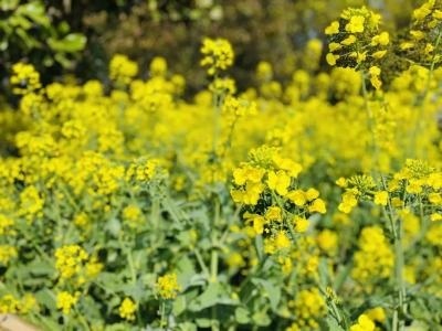 油菜花.jpg