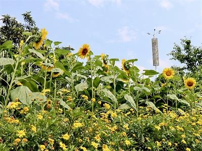 石室中学美高AP课程