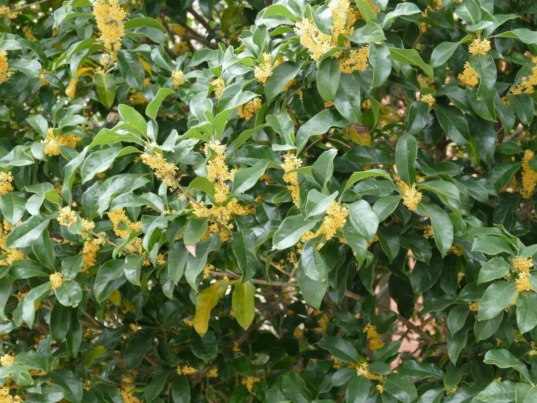 一簇簇古朴典雅的桂花.jpg