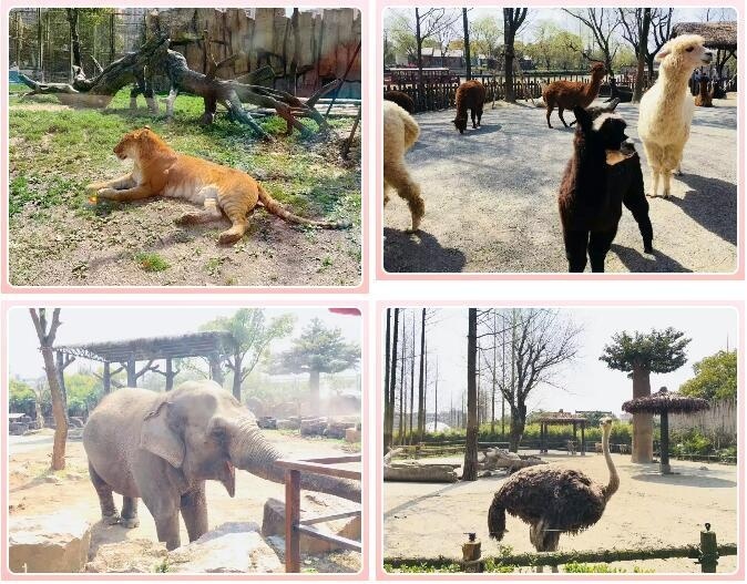 上海野生动物园.jpg