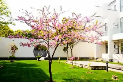 上海铭远双语高级中学清明节活动