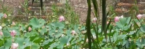 2023年无极野风美术职业中学报名条件、招生要求、招生对象