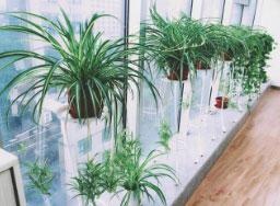 绿色植物