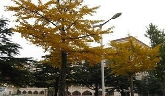 威海二中中加班