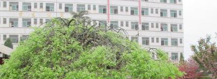 凤翔县彪角中学2020年招生代码