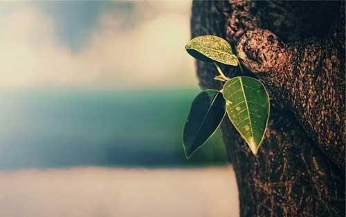 如何成功说服父母