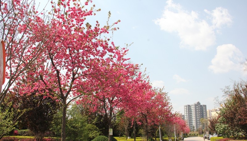 云南省曲靖应用技术学校招生办