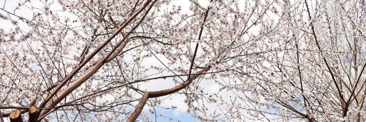 东北育才学校国际小学部2020年招生计划