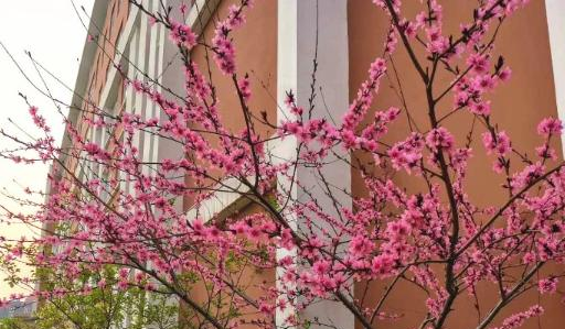 石家庄师大实验中学