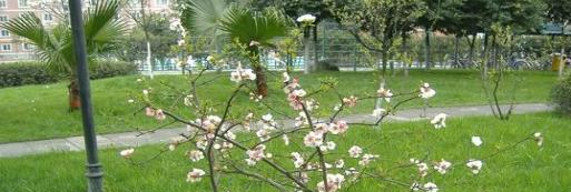 成都西川中学网站