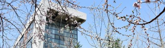东北育才学校国际小学部地址在哪里