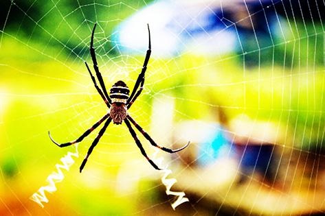 “蜘蛛式”记忆法